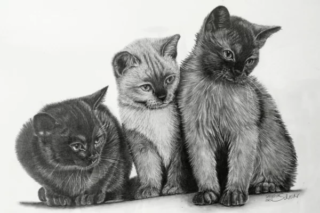 Bleistiftzeichnung Kätzchen