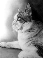 Bleistiftzeichnung Katze