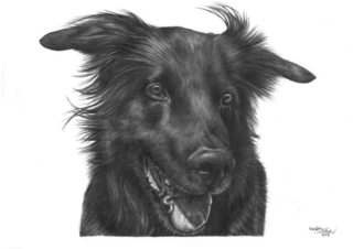 Bleistiftzeichnung Rocky