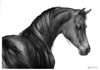 Bleistiftzeichnung Araber