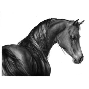 Original Drawings