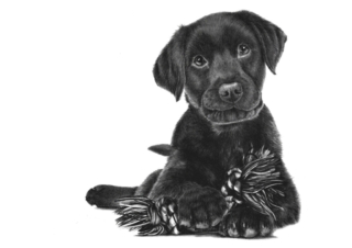 Bleistiftzeichnung Welpe