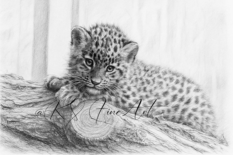 Amurleopard-Welpe - Bleistiftzeichnung