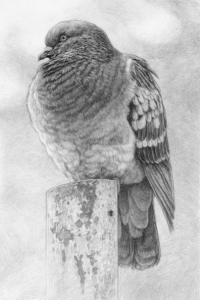 graphite drawing city pigeons